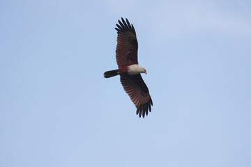 Brahminy Kite (Haliastur indus) bird high in the air scouting for prey 