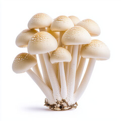 Group of fresh and diverse mushrooms presenting unique shapes and textures perfect for culinary creations and healthy dishes in a bright and inviting setting