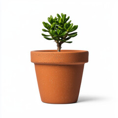 Obraz premium A delicate small plant in a natural clay flower pot showcasing the beauty of greenery and bringing a touch of nature indoors for a cozy and inviting living environment