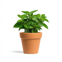 Obraz premium An attractive potted plant positioned in a natural clay flower pot capturing the essence of greenery and bringing life and freshness to any indoor environment for a welcoming atmosphere