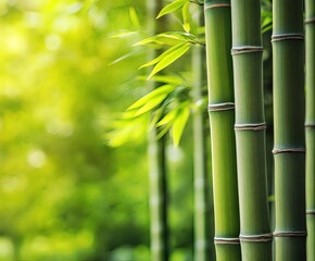 Obraz premium Bamboo in the forest with sunlight shining through