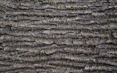 background and texture of the bark of different tree species