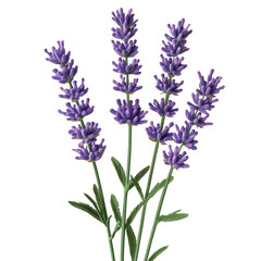 Naklejka premium Beautiful Lavender Blooms in Full Bloom on a white background.
