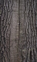 Fototapeta premium background and texture of the bark of different tree species