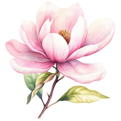Fototapeta premium Delicate Pink Magnolia Blossom in Watercolor Style
