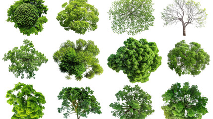 Top view of twelve lush green trees isolated on transparent background