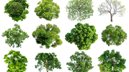 Top view of twelve lush green trees isolated on transparent background