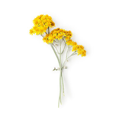 Silver dust lunaria flower photography isolated on white background. Clipping path. Original shadow.