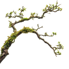Fototapeta premium Elegant Branch with Moss and New Leaves on a white background.