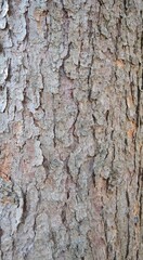 background and texture of the bark of different tree species
