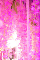 Pink flower ivy from the indoor garden