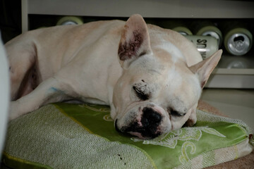 French Bulldog lying on the bed