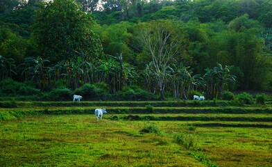 Białe krowy pasące się na zielonym pastwisku na Filipinach, otoczone tropikalną roślinnością i łagodnym światłem słonecznym. Spokojna, wiejska sceneria.   © Adam