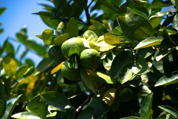 A bunch of limes is hanging on its tree.