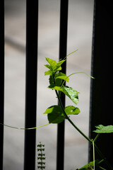 A vine top in the garden