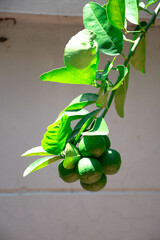 A bunch of limes is hanging on its tree.