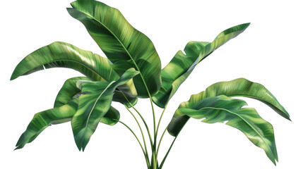 Tropical banana leaves growing on transparent background