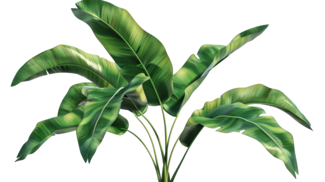 Tropical banana leaves growing on transparent background