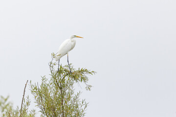 Silberreiher balanciert auf einem Ast
