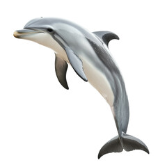 Obraz premium Graceful Dolphin Leap: Nature's Marvel in Motion