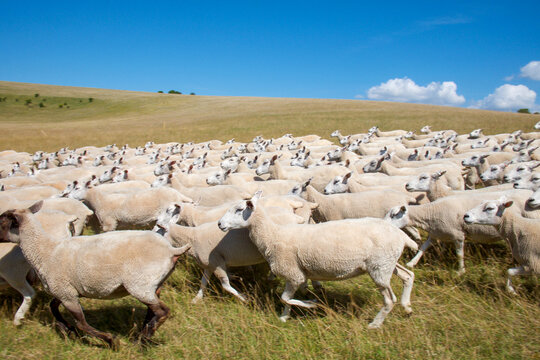 flock of 100 sheep running across a field blurred motion