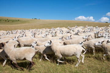 flock of 100 sheep running across a field blurred motion