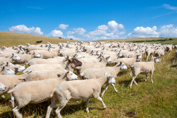 flock of 100 sheep running across a field blurred motion blue sky