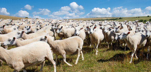 close up of a large flock of sheep running across a field on a sunny day