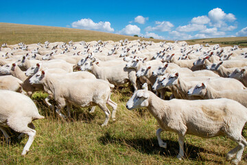 a flock of 100 running across a field, slight motion blur, sheep in the field