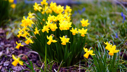 yellow colored Linum grandiflorum flower