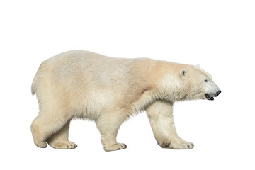 Fototapeta premium Polar bear isolated on white background. Full length.