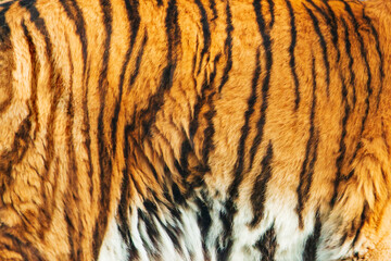 Close-up of shaggy fur texture of striped tiger, natural background.