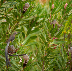 Group of Protea dead flower heads with Cape Sugarbird, (Promerops cafer) sitting in botton left hand corner with long tail and yellow rump visible
