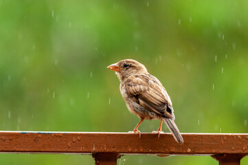 sparrow on a branch
