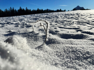 Close-up of a frozen twig covered in ice, with the ice crystals flickering in the sunlight, in a snow-covered scenery
