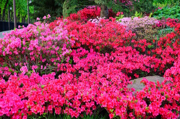 Obraz premium Japanese azalea blooming in a natural garden.