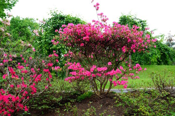 Japanese azalea blooming in a natural garden.