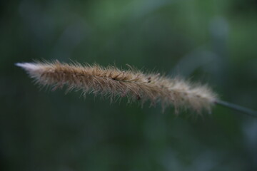 Close-Up of Tropical Leaf with Insect in Rainforest