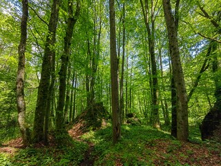 Fototapeta premium trees in the forest