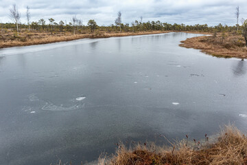 
a swampy landscape with a small area covered with water surrounded by dry grass and conifers.
