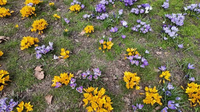 spring flowers