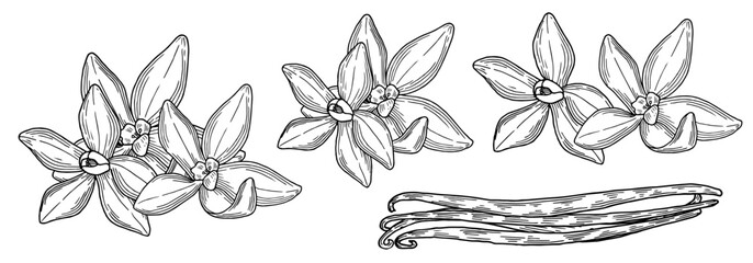 Vanilla hand drawn composition set. Beautifully detailed black and white drawing of vanilla beans and flowers. Ink sketch illustration for branding and package design. Clip art food and spice. 