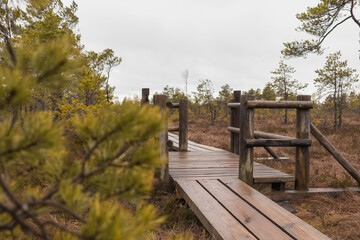 
A wooden boardwalk with railings that winds through a swampy area with conifers.