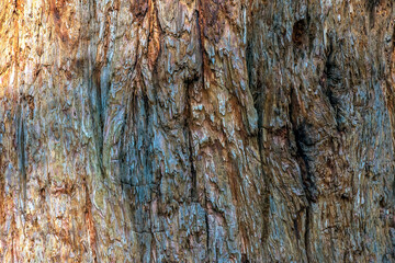 A close-up of a redwood tree's trunk and bark, showing its rich wood texture. Evidence of the tree's age and resilience.