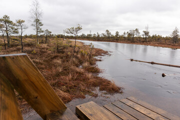 
A swampy landscape with a small area covered with water, conifers and part of a wooden boardwalk.