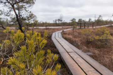 
A wooden boardwalk that winds through a swampy area with conifers.