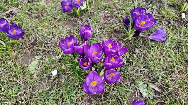 spring flowers