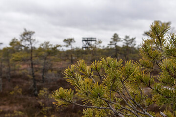 
pine needles, and in the background a lookout tower in a swampy area.