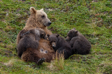 Fototapeta premium Brown bear fishing for salmon in Alaska 