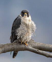 A peregrine falcon in New Jersey